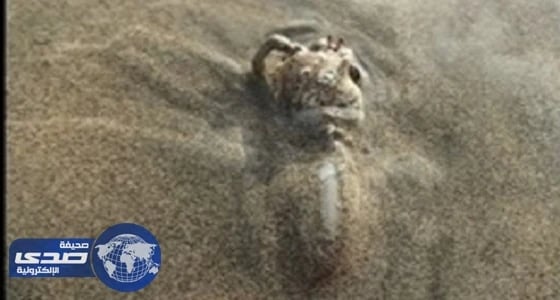 هجوم مخيف لقوقعة تبتلع كابوريا