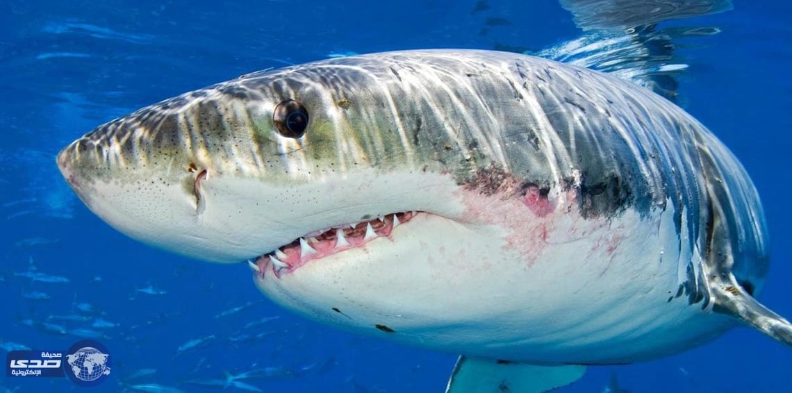 بالصور.. ثلاث دلافين تنقذ رجلًا من بين فكي قرش أبيض