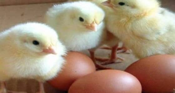 البيئة تحظر استيراد الطيور الحية من إسبانيا