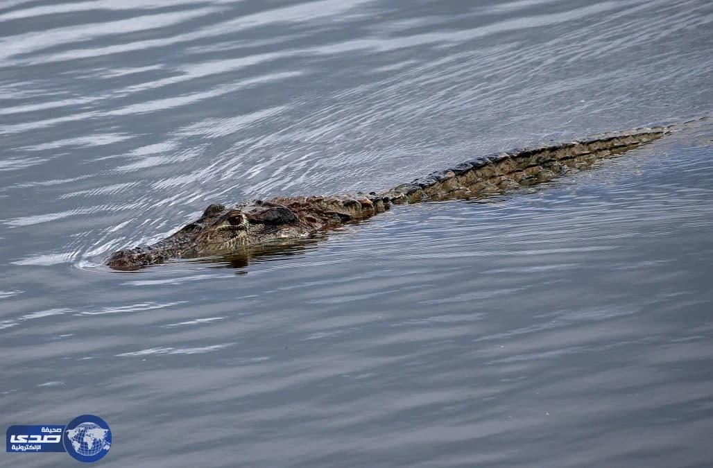 بالفيديو.. قسيس حاول أثبات مشي المسيح على الماء فألتهمته التماسيح
