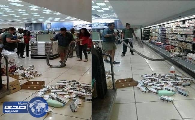 بالصور.. العثور على ثٌعبان ضخم بثلاجة الزبادي في سوبرماركت بجنوب افريقيا