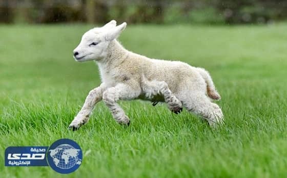 ولادة خروف بـ 5 قوائم ببريطانيا