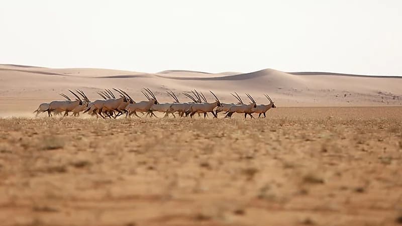 إطلاق عدد من ظباء الريم والمها العربي في محمية الملك عبد العزيز "صور"