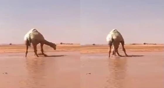 بالفيديو.. الإبل تستمتع بالسيل في الشماسية