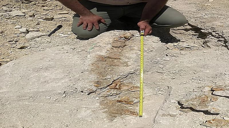 بالفيديو .. المساحة الجيولوجية: الحوت المكتشف شبه كامل ونوعه فريد