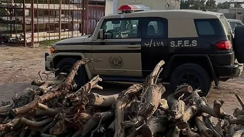 الإطاحة بمواطن و 4 مخالفين لنظام البيئة في عسير والشرقية