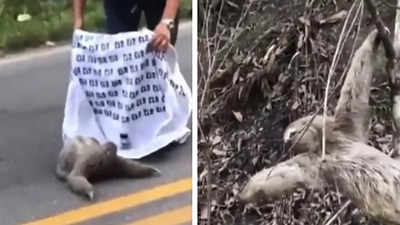 شاهد.. تصرف غريب من حيوان الكسلان تجاه شخص نقله على شجرة