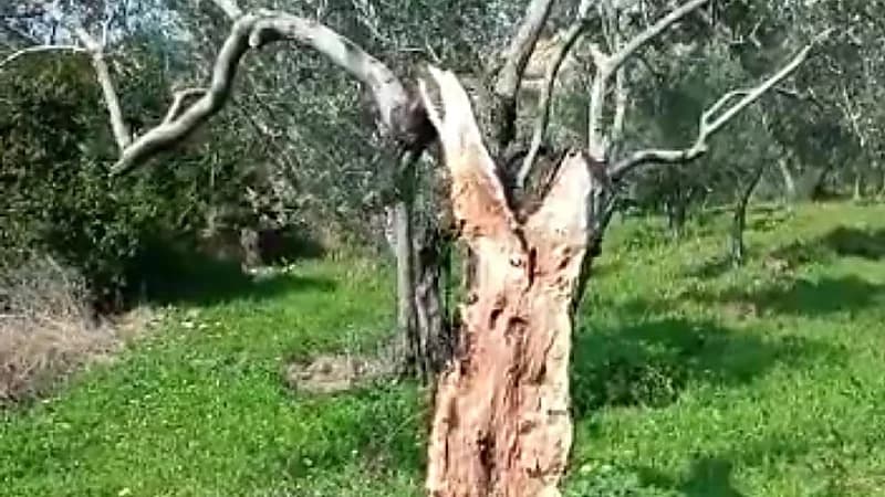 مقطع من انقسام شجرة زيتون إلى نصفين بسبب زلزال 6 فبراير