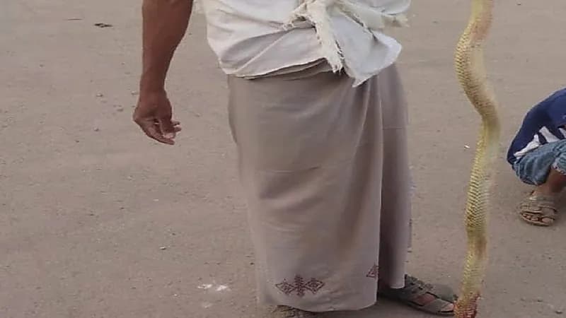 نجاة مواطن بأعجوبة من لدغة ثعبان سام داخل دورة مياه بجازان