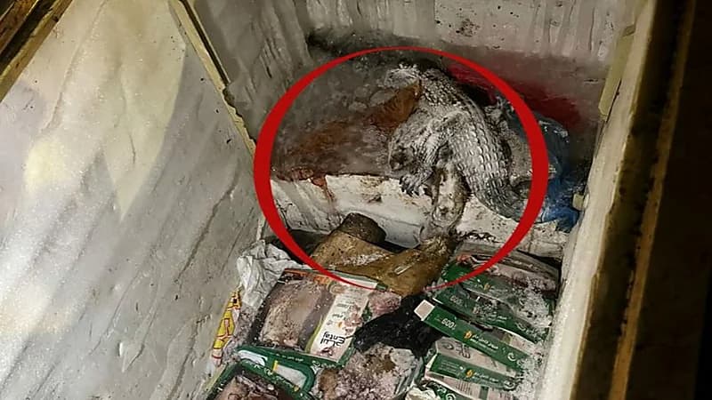 بالصور.. العثور على حيوانات نافقة في ثلاجة أغذية بمنتزه في خميس مشيط