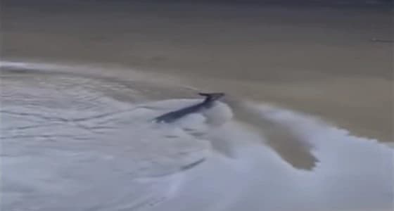 بالفيديو.. غزال يركض بين المارة للقفز من أعلى جسر