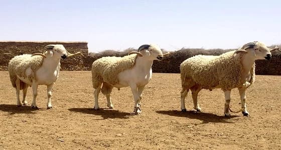 السلطات تعيد سيريلانكية لبلادها بـ 3.6 مليون روبية بعد العمل 17 عاما بالمملكة