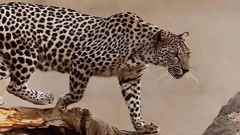 كاكست تنجح في ابتكار أول جينوم للنمر العربي في المملكة