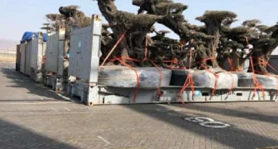 " عمان " تنفي نقل أشجار من جزيرة " سقطري " للإمارات