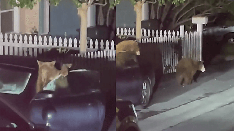 بالفيديو.. دببة صغار تقتحم سيارة وتلهو بداخلها