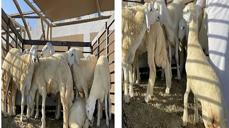 ارتفاع ملحوظ في أسعار الماشية مع قدوم الشتاء