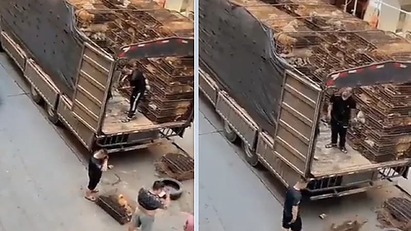 بيع الكلاب كالماشية في سوق للحوم بـ الصين .. فيديو