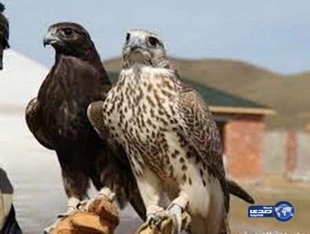 السماح بتنقل الصقور التي تحمل جواز بين دول مجلس التعاون الخليجي لعدة مرات