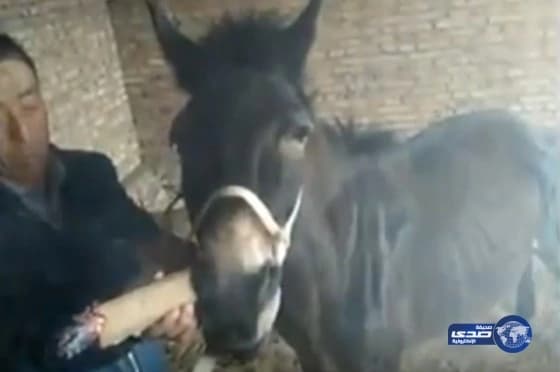 بالفيديو.. مشهد طريف.. صيني يدلل حماره بـ«سيجار» كل يوم