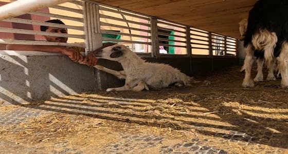 بلدية الحصينية تضبط سيارة محملة بـ17 رأس من الأغنام المريضة