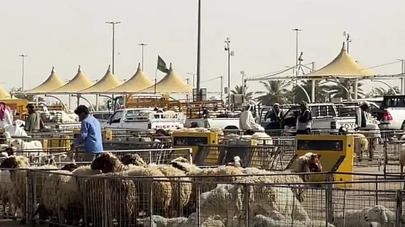 بيع الأضاحي بالوزن في القصيم ..فيديو