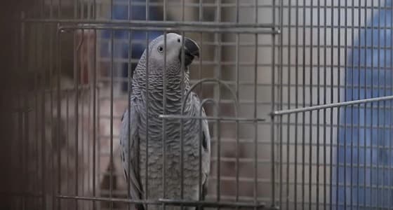 بالفيديو.. ببغاء يحفظ القرآن ويتلوه بنطق صحيح