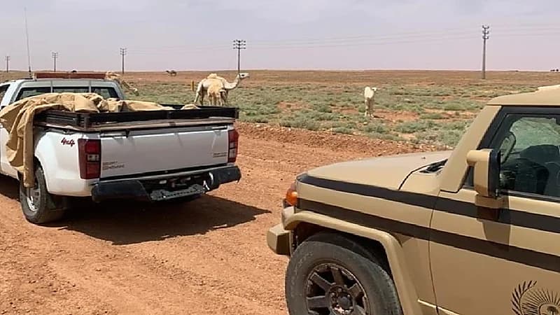 ضبط مخالفًا لارتكابه مخالفة رعي بمحمية الملك سلمان الملكية