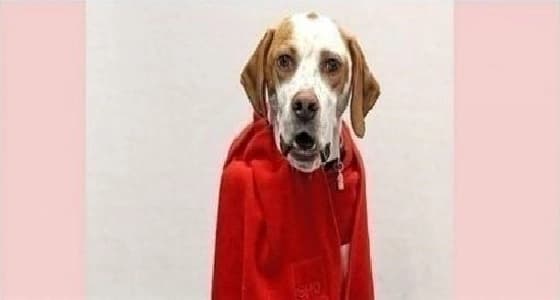 كلبة عمرها 3 سنوات تُمنح عضوية في حزب سياسي