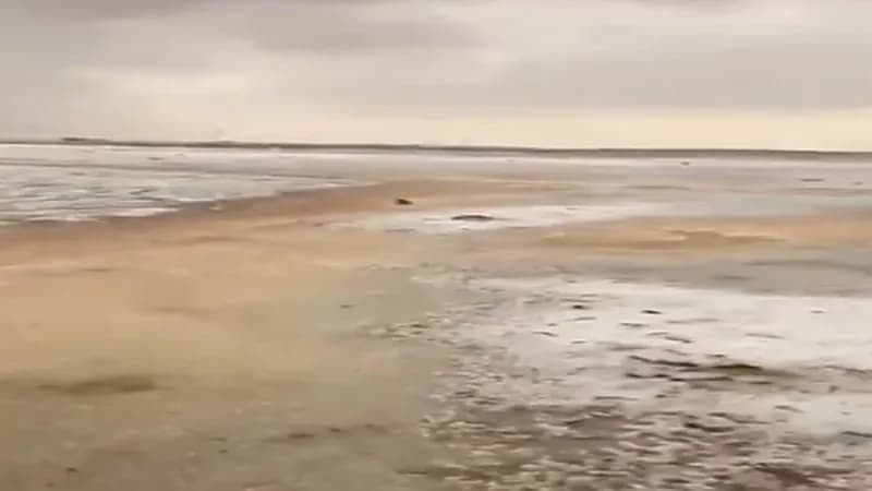 شاهد..  لحظة تساقط الثلوج على القريات