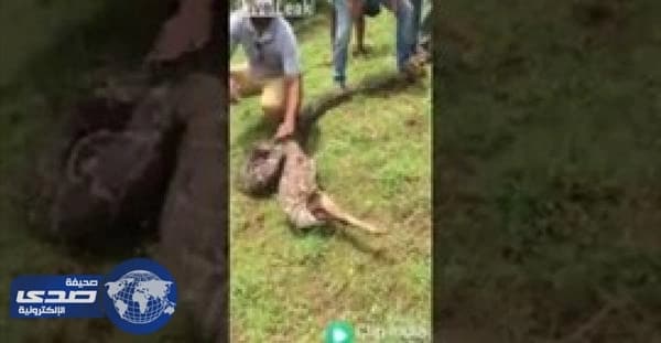 بالفيديو.. ثعبان يبتلع غزال في 3 ثوان دفعة واحدة