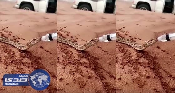 بالفيديو.. شخص يروي ظمأ «حية» يغزو تويتر