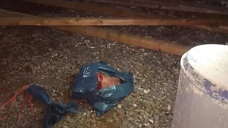 امرأة تُرسل لخطيبها السابق رأس " خنزير "