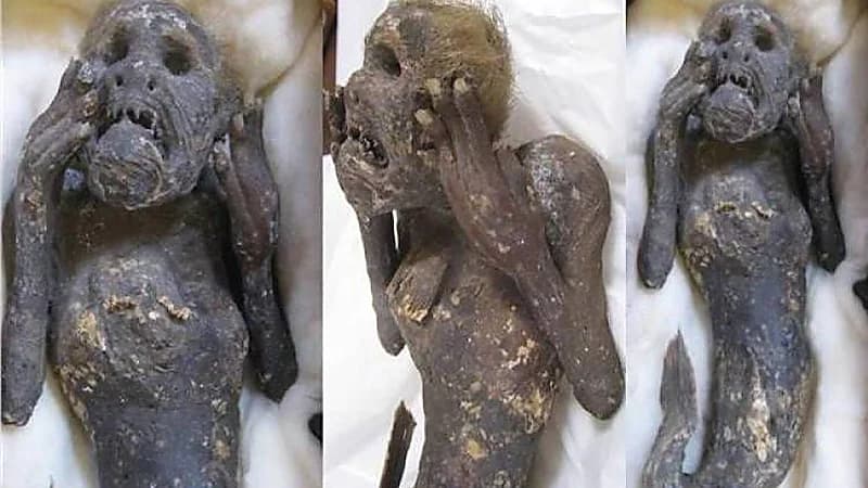 الكشف عن حقيقة "حورية البحر" المحنطة في اليابان