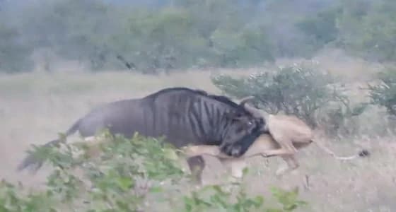 بالفيديو.. ثور يقهر أسدين حاولا افتراسه ويجبرهما على الفرار