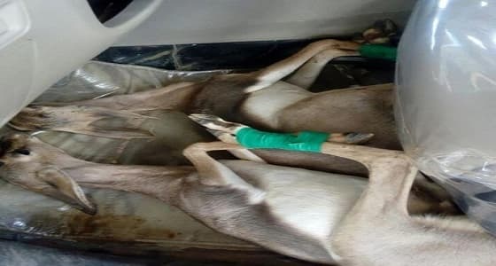 أمن ميناء جزر فرسان يحبط تهريب غزالين نادرين إلى جازان