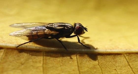 " ذباب المنزل " يسبب سرطان المعدة