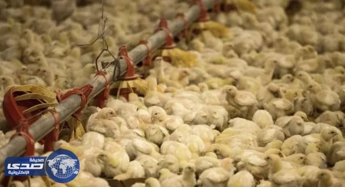 " البيئة " تكشف تفاصيل رفع حظر استيراد الطيور الحية