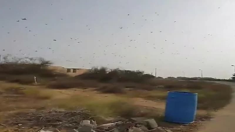 بالفيديو.. أسراب الجراد تغزو صبيا