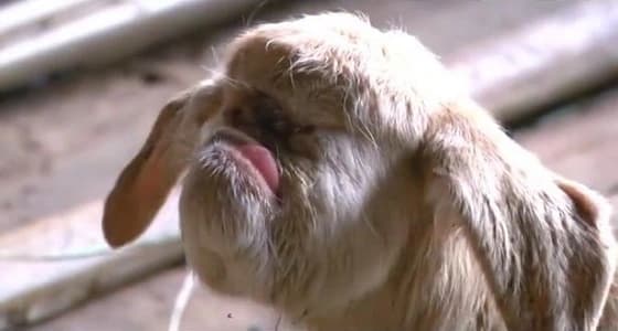 بالفيديو.. ولادة نادرة لماعز بعين واحدة والأهالي يتباركونها