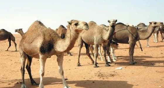 الحكم الشرعي في عقائر الإبل والغنم بين المتخاصمين