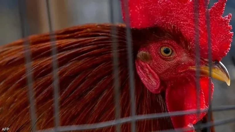 نهاية مأساوية لرجل هاجمه ديك بقسوة