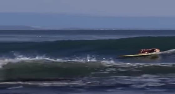 بالفيديو.. كلبة تثير ذهول المتابعين بمهاراتها في ركوب الأمواج