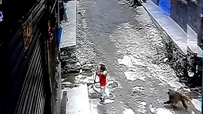 شاهد.. قرد يحاول اختطاف طفل صغيرة