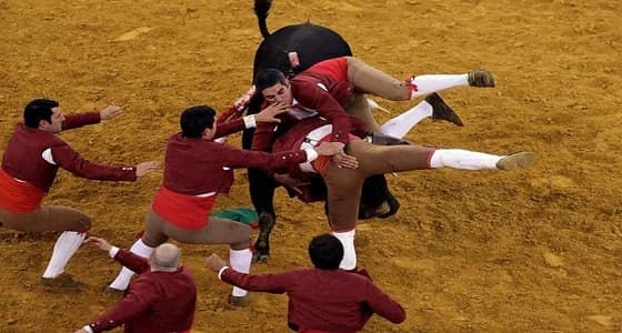 بالفيديو.. ثور يهاجم فرقة الانتحار البرتغالية بطريقة مروعة