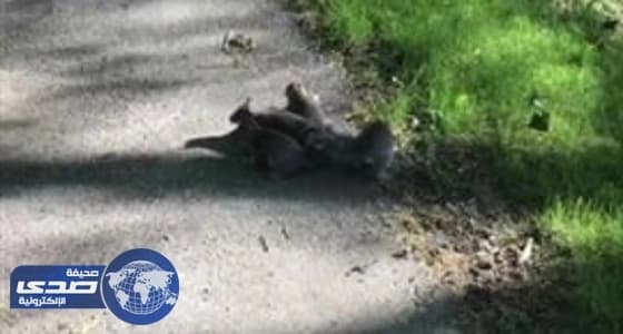 فيديو طريف.. لذيول 4 سناجب متشابكة كسماعة الهاتف