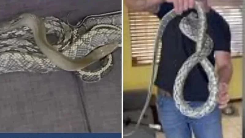 شاهد.. رجل يعثر على ثعبان ضخم داخل منزله