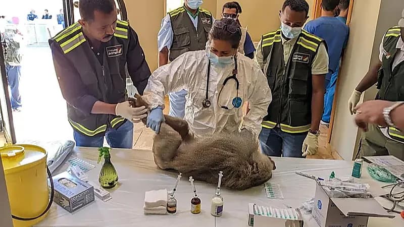 انطلاق مرحلة معالجة تزايد أعداد قرود البابون في بقية المناطق المستهدفة