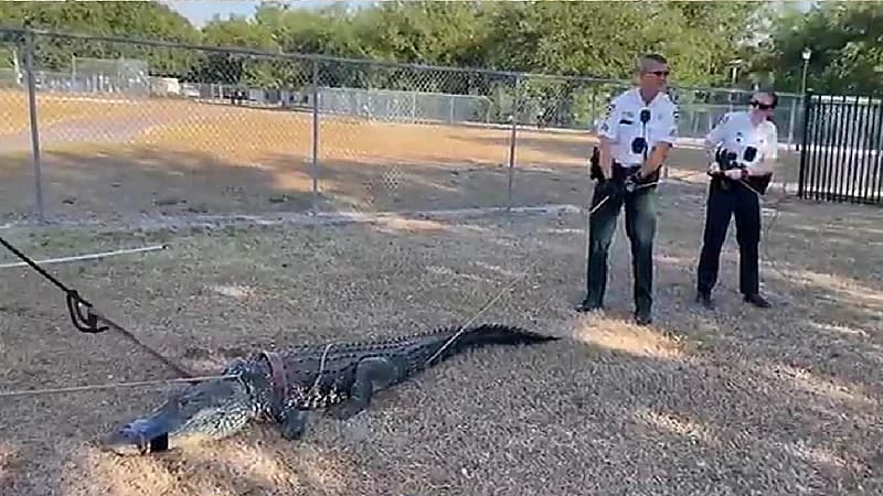 تمساح ضخم يقتحم مدرسة أطفال .. صور