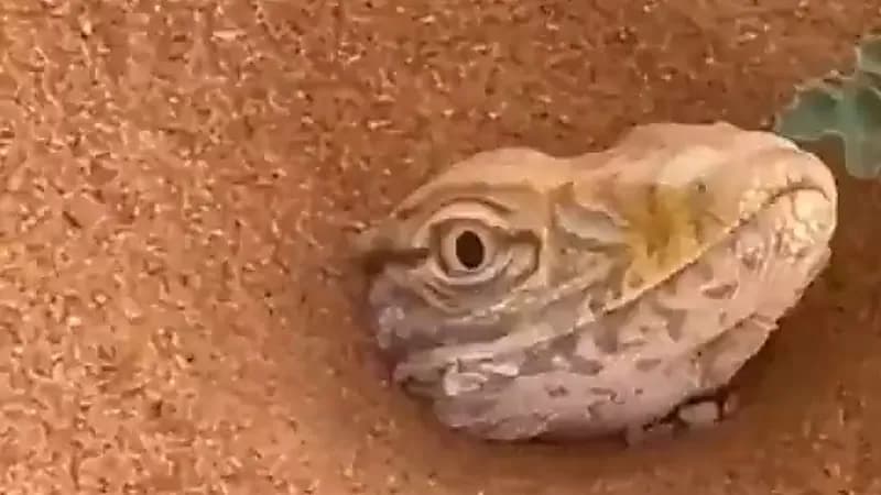 بالفيديو.. متطوعون ينقذون “ورل” انهالت عليه الرمال وجعلته عاجزًا