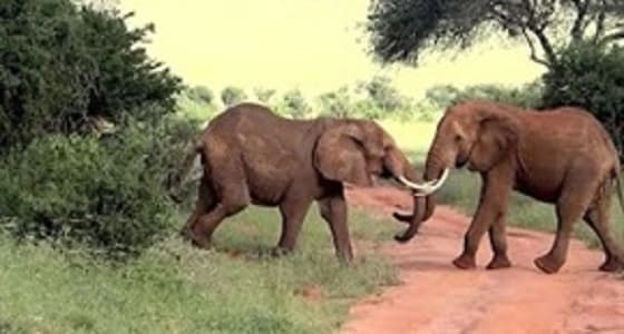 بالفيديو.. معركة عنيفة بين 5 أفيال تصيب المواطنين بالذعر